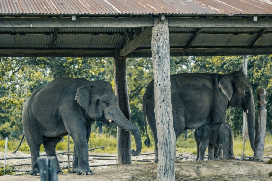 Luxury Chitwan Jungle Safari 4 Days Tour