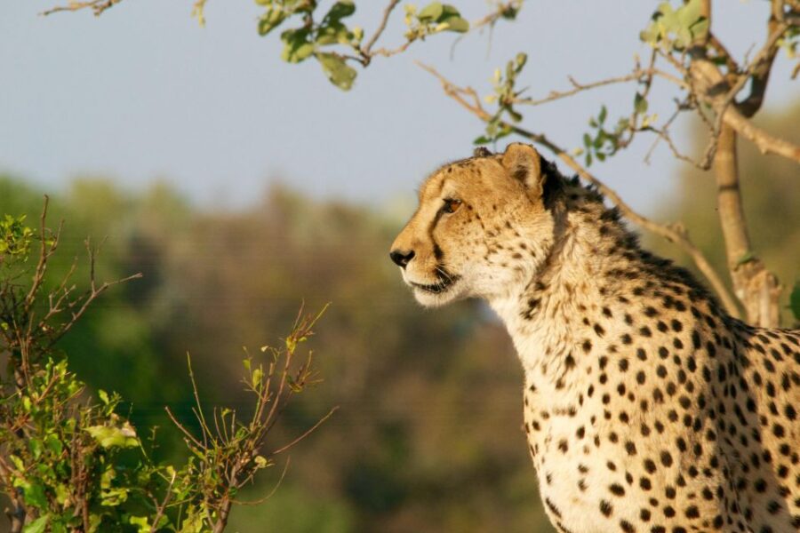 Luxury Kruger National Park: Safari & Panorama Route - Overview and Inclusions