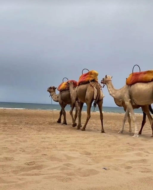 Luxury Tangier Private Day Tour From Marbella All Inclusive