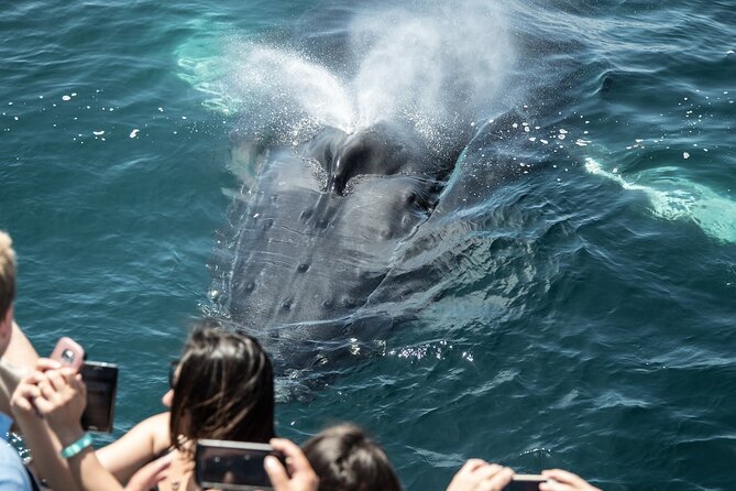 Luxury Whale Watching: Fewer People, Extra Speed, Expert Staff - Overview of Luxury Whale Watching