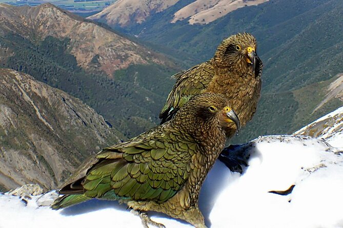 Lyttelton Shore Excursion: TranzAlpine and Arthurs Pass Tour