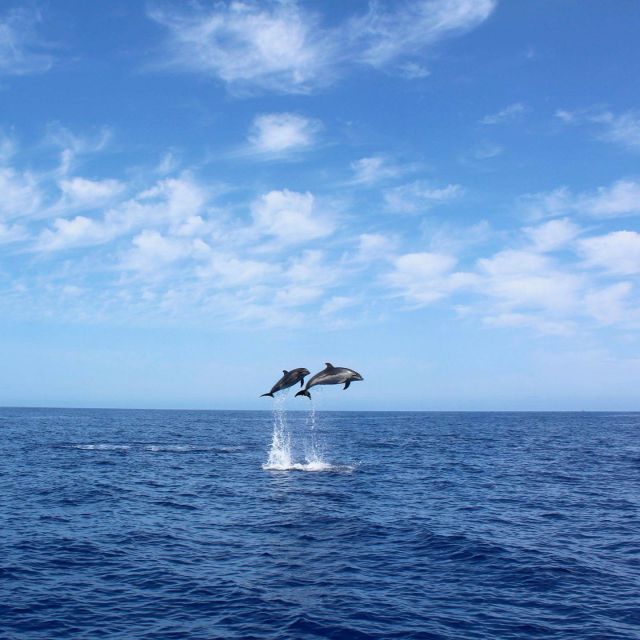 Madeira: 2.5-Hour Whale and Dolphin-Watching Cruise - Overview of the Cruise