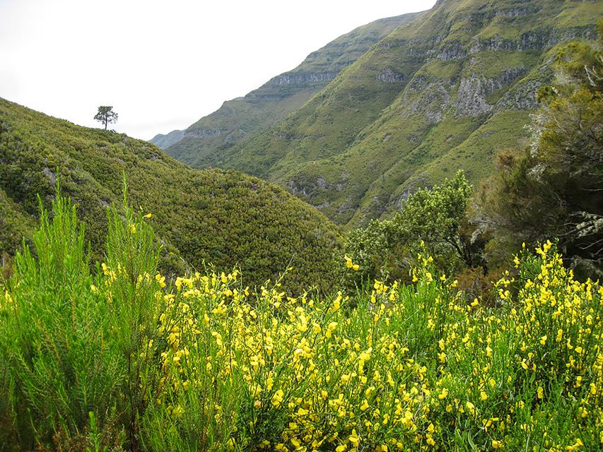 Madeira: Enjoy a Guided Levada Walk in the Rabaçal Valley - Tour Overview