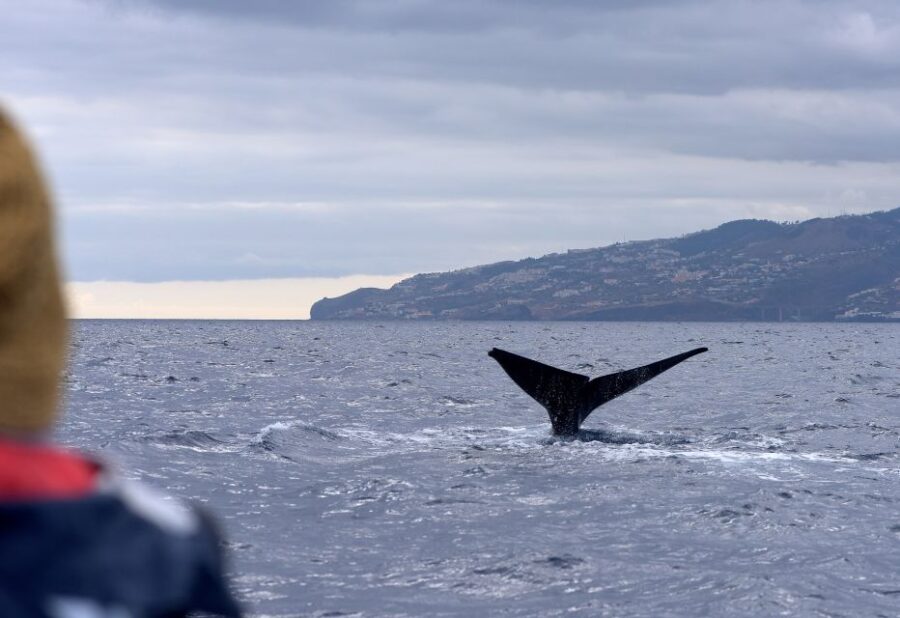 Madeira: Whale and Dolphin Watching Boat Tour From Machico - Tour Overview and Details