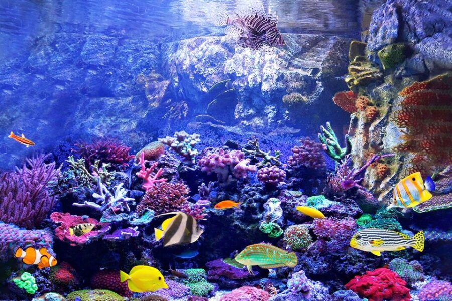 Madrid: Atlantis Aquarium Entry Ticket