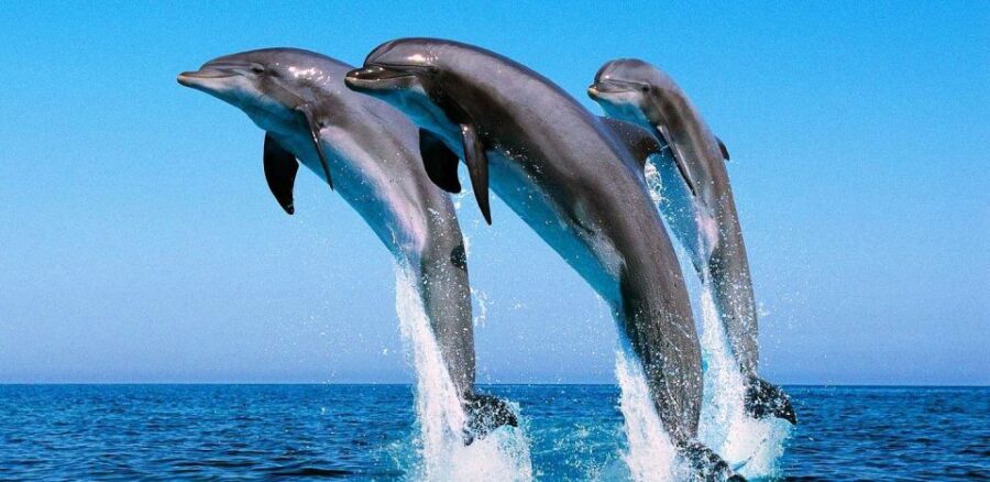 Makadi Bay: Dolphin Watching Boat Tour W/ Private Transfers