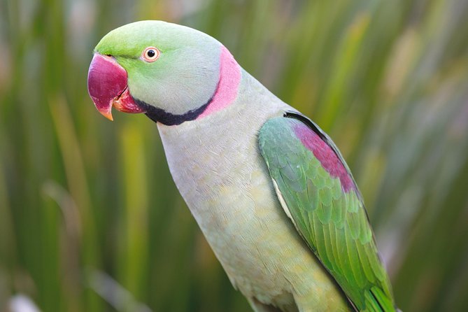 Maleny Botanic Gardens Bird Aviary Experience Ticket