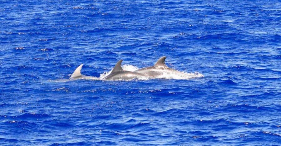 Mallorca: 3-Hour Afternoon Dolphin Watching Boat Tour