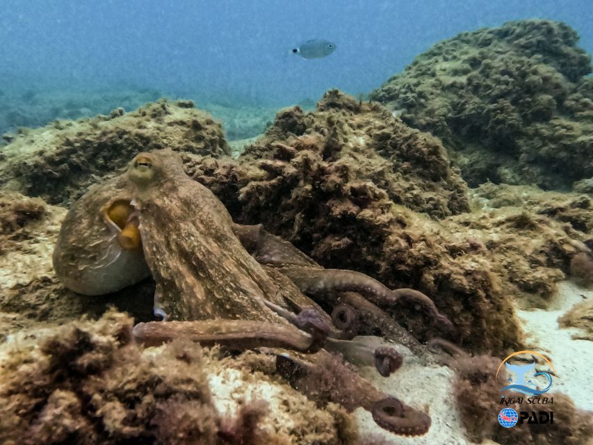 Mallorca: Private Beginner Scuba Dive With Photos and Video