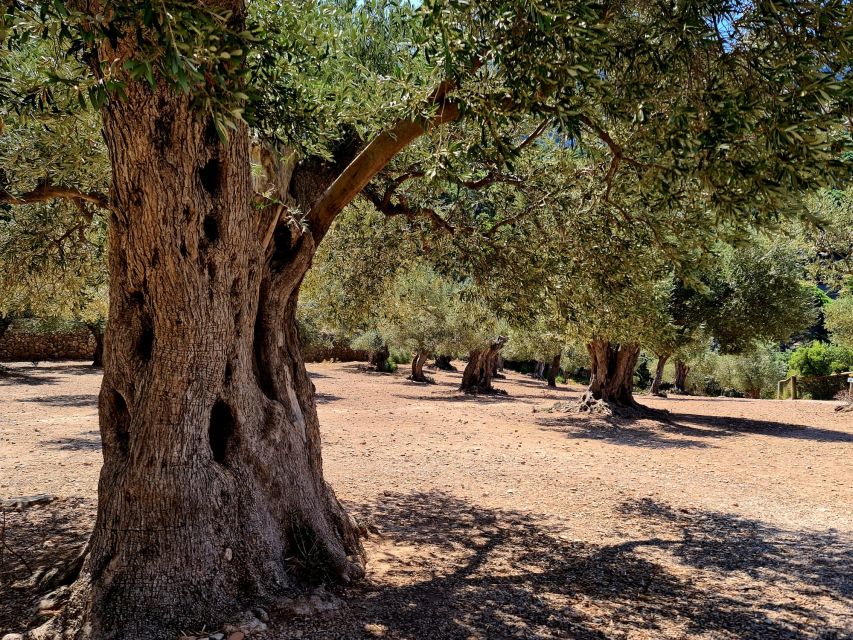 Mallorca: Tramuntana Mountains Tour With Local Guide & Lunch