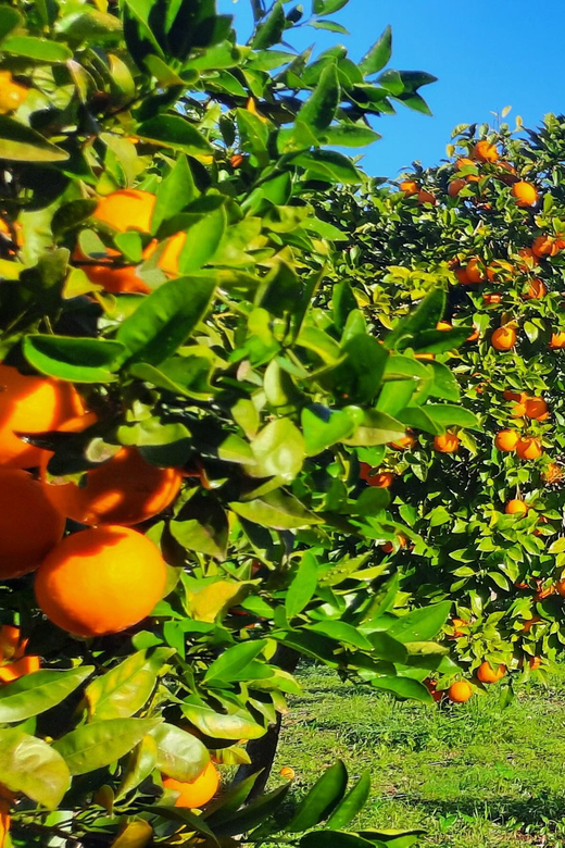 Mallorca: West Coast & Orange Valley MiniBusTour ENGLISH