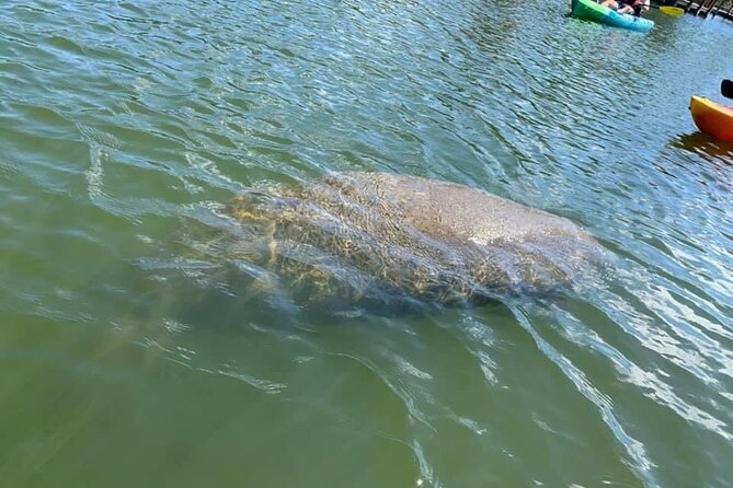 Manatee and Dolphin Kayak Tour