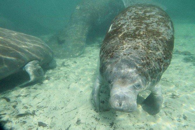 Manatee Snorkeling Tour in the Beautiful Crystal River - Highlights of the Tour