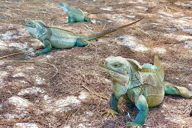 Mangrove & Iguana Clear Kayak Tour