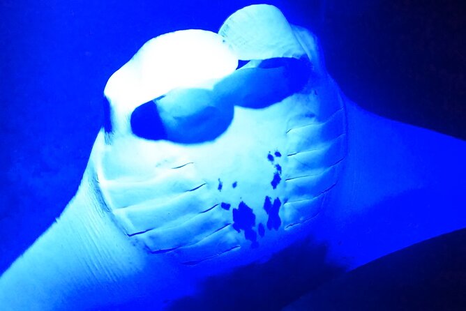 Manta Ray Night Snorkeling Adventure in Kailua-Kona