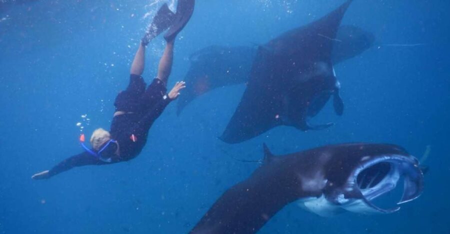 Manta Tour in Nusa Lembongan and Nusa Penida