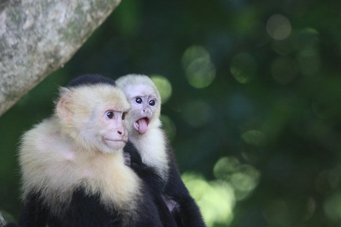 Manuel Antonio National Park Tour