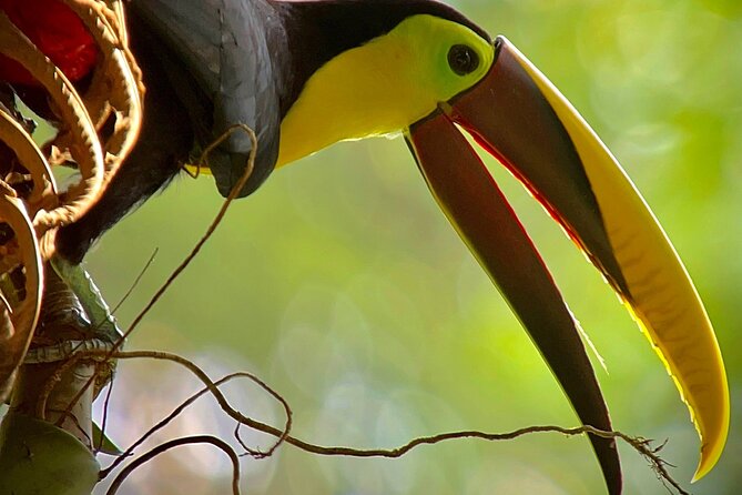 Manuel Antonio With Mauro / Tickets Not Included!