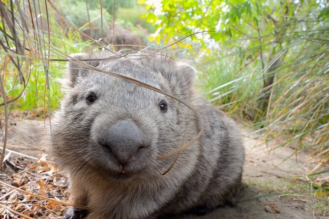 Maria Island Cruise and Guided Walk Day Tour With Lunch and Drinks