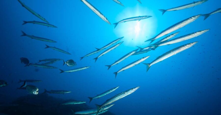 2 Best Scuba Diving Experiences In Marina Di Campo