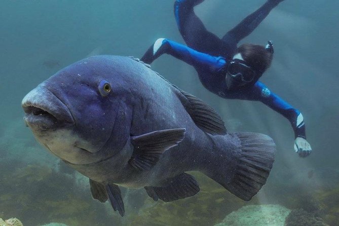Marine Discovery + Snorkeling Cruise – Port Stephens