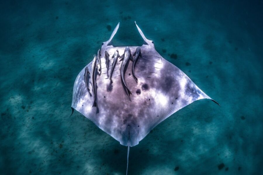 Marine Eco Safari – Swim With Manta Rays