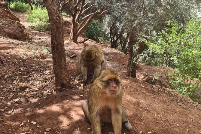 Marrakech : Ouzoud Waterfalls, Guided MountainTour & Boat Ride