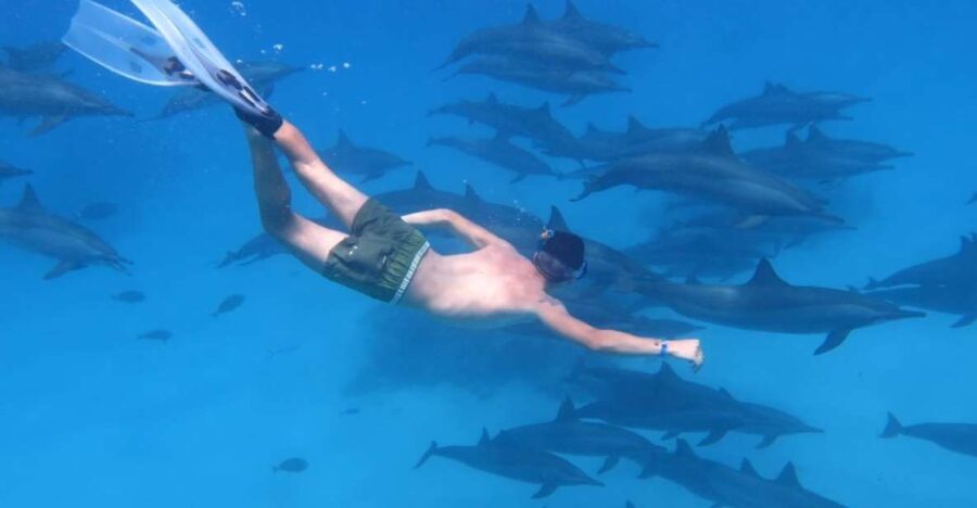Marsa Alam: Dolphin-Watching Cruise With Snorkeling & Lunch