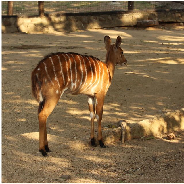 Mbombela: Blyde River Canyon & Moholoholo Wildlife Centre