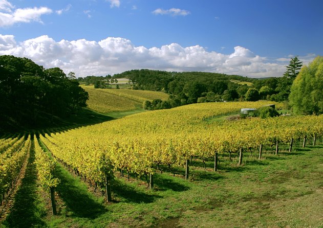 McLaren Vale and Glenelg Wine Tasting and Sightseeing (Half-day Afternoon) - Tour Overview