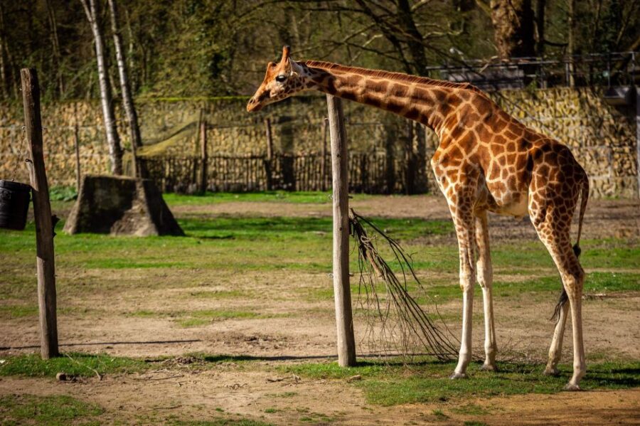 Mechelen: Planckendael ZOO Entry Ticket
