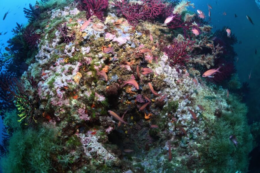 Medes Islands: Snorkeling at the Beautiful Nature Park - Activity Overview