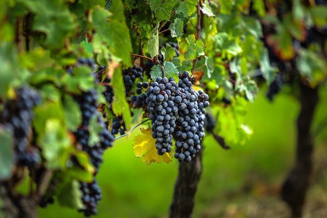 Médoc Region Half-Day Wine Tour With Winery Visit & Tastings From Bordeaux