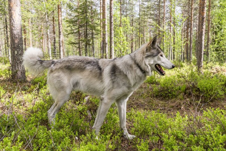 Meet Taivas & the Arctic Wolves – Private Tour