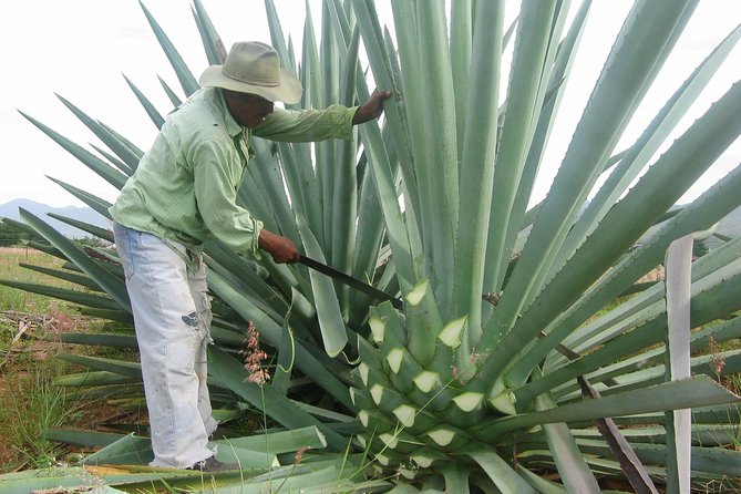 Mezcal Factory Tasting Learning Experience Drink Lunch and More