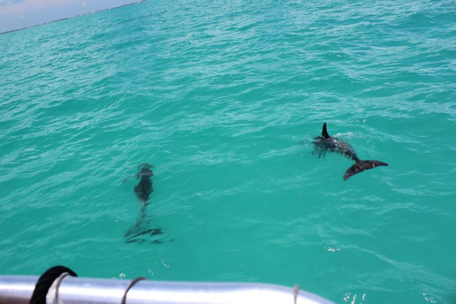 Miami to Key West Shuttle: Dolphin, Snorkeling & More - Overview and Pricing