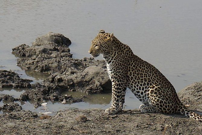 Mikumi National Park in a Day - a Day Tour From Morogoro