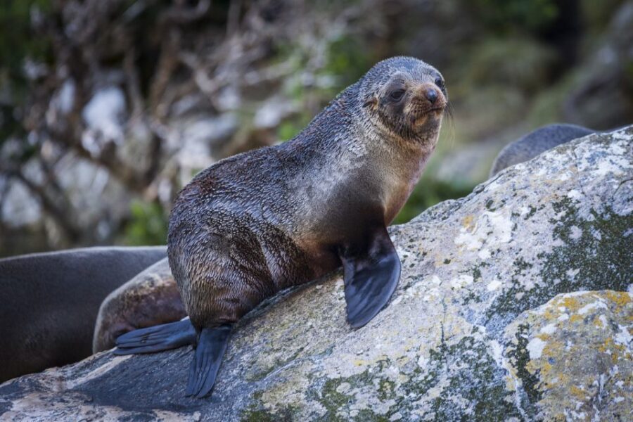 Milford Sound: 2-Hour Small Boat Scenic Cruise