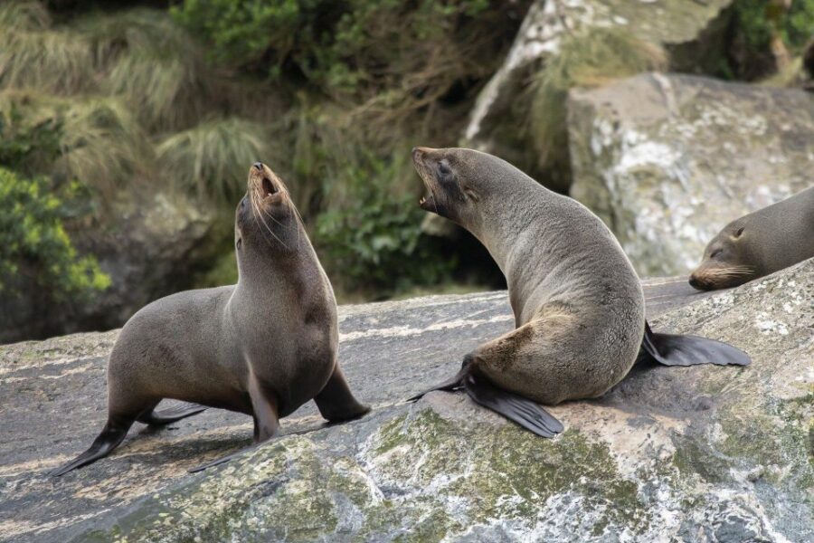 2 Best Cruises And Boat Tours In Fiordland National Park