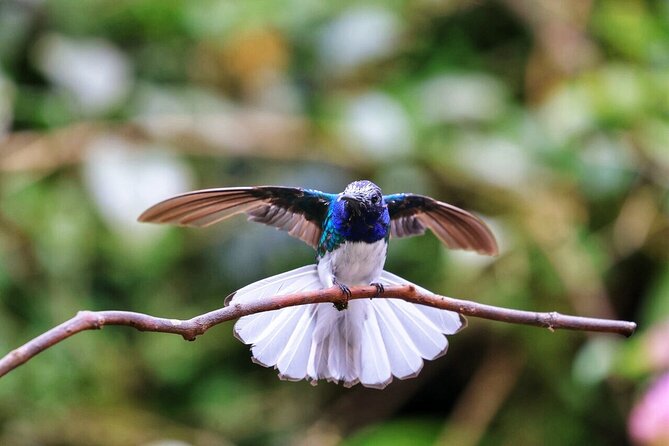 Mindo Cloud Forest Tour: Chocolate, Coffee, Birds & Nature - Transportation and Accessibility