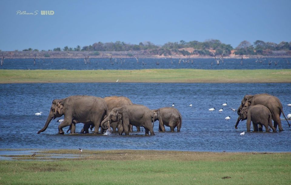 Minneriya Elephant Gathering Safari