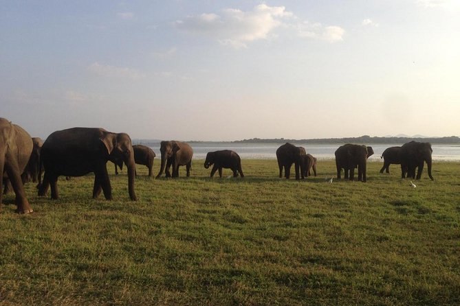 Minneriya National Park Private Safari - Native Animal Species and Elephant Migration
