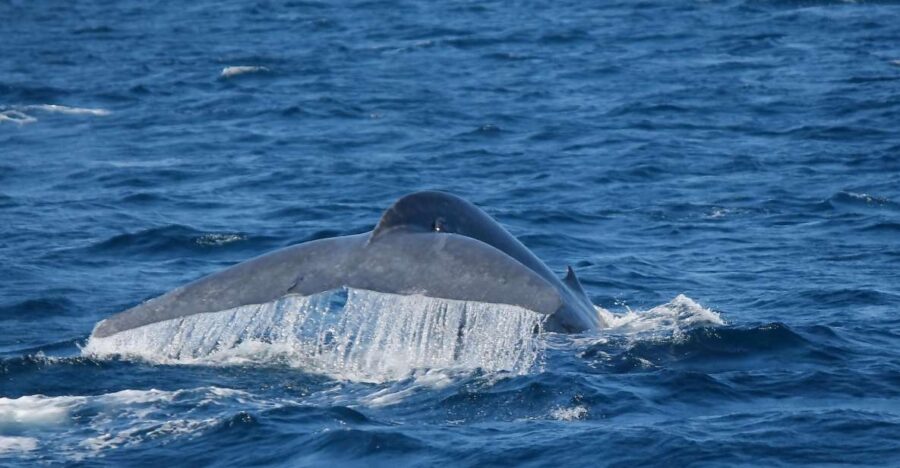 Mirissa: Morning Whale Watching Tour