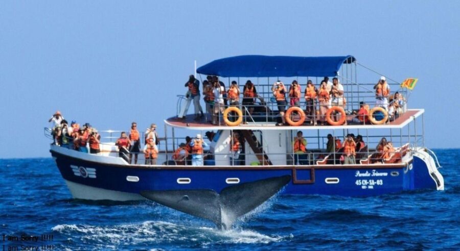 Mirissa: Ocean Elegance: Exclusive Whales & Dolphins Cruise