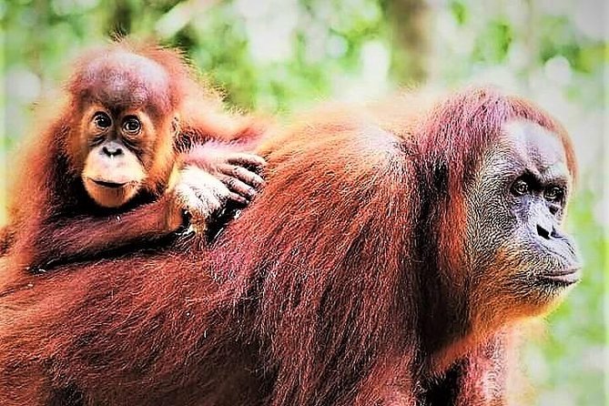 Monkey Business 2 Days - 1 Night Jungle Trekking (Including Rafting)