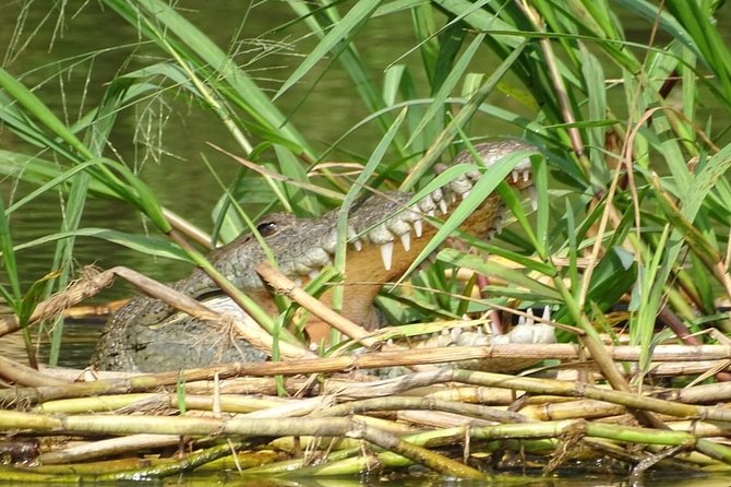Monkey River Wildlife Encounters and Manatee Watch