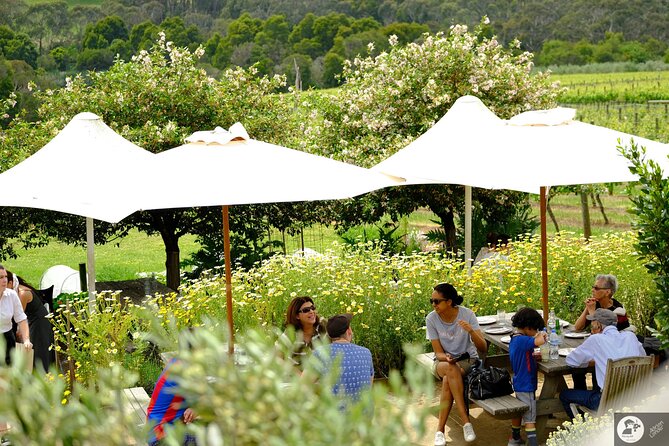 Montalto Vineyard: Mornington Peninsula Discovery Wine Tasting and Lunch