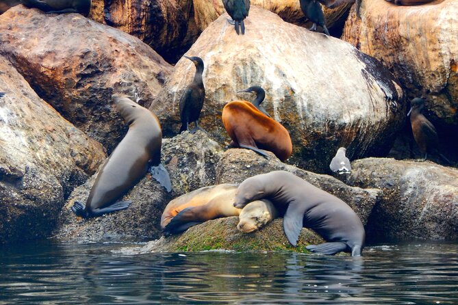 Monterey Bay Full-Day Kayak Rental: Otters, Seals and Sea Lions