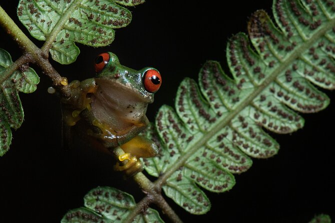 Monteverde Rain Forest Night Walk - Overview of the Tour