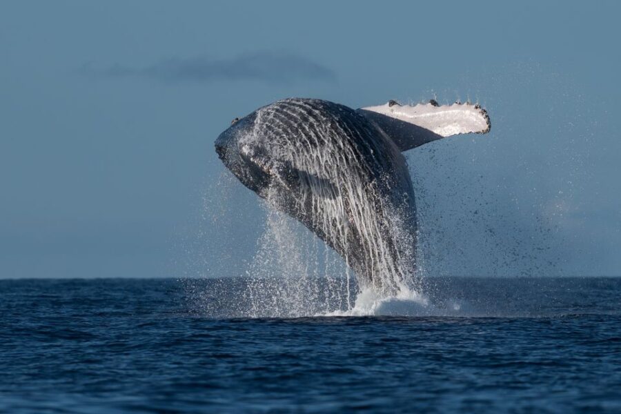 Mooloolaba Whale Watching Cruise